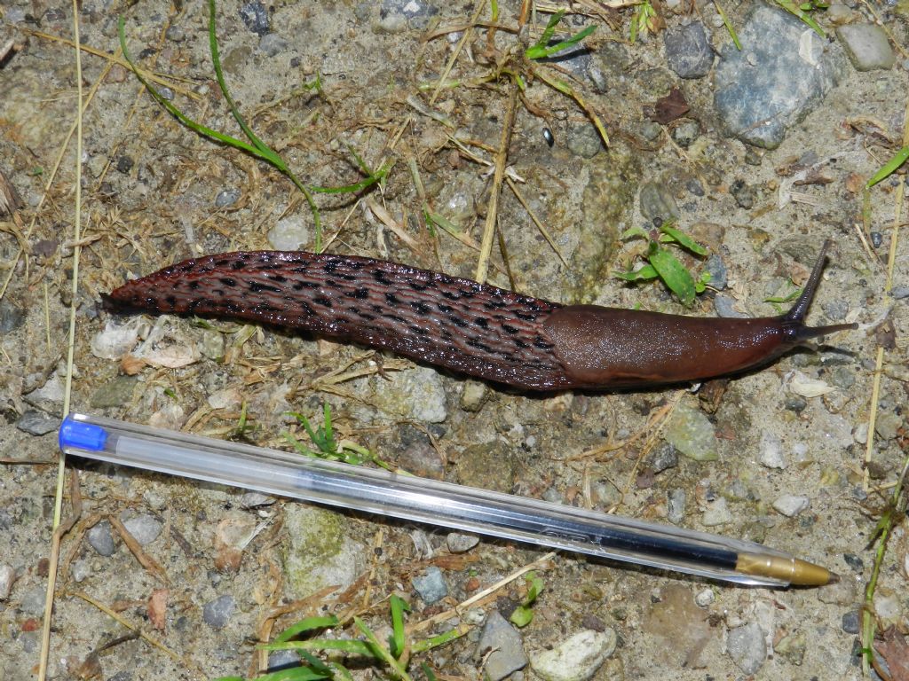 Limax dacampi nel Parco PLIS Bevera di Varese