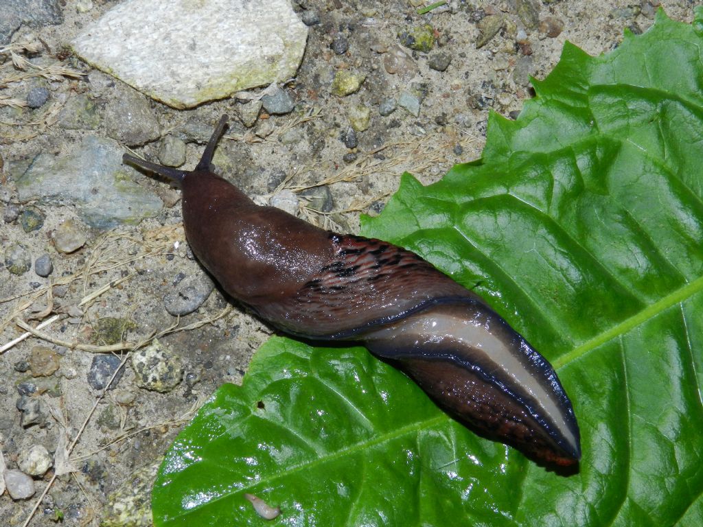 Limax dacampi nel Parco PLIS Bevera di Varese