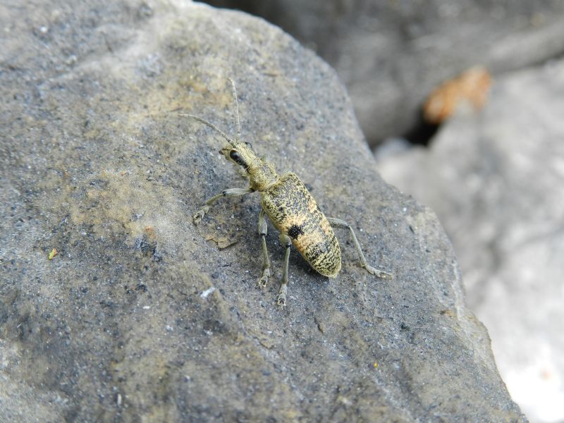 ID insetto: Rhagium mordax