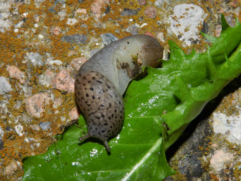 L. maximus o L. punctulatus nel mio giardino a Varese !