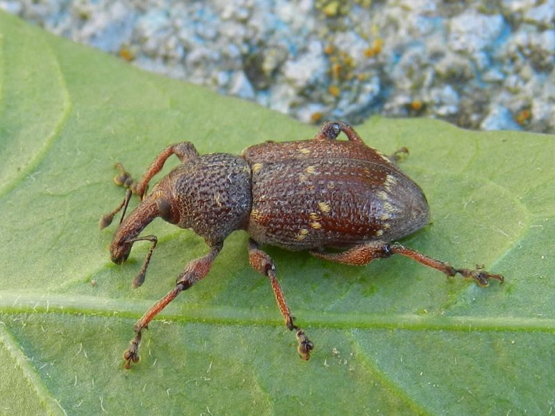 ID insetto: Hylobius transversovittatus (Curculionidae)