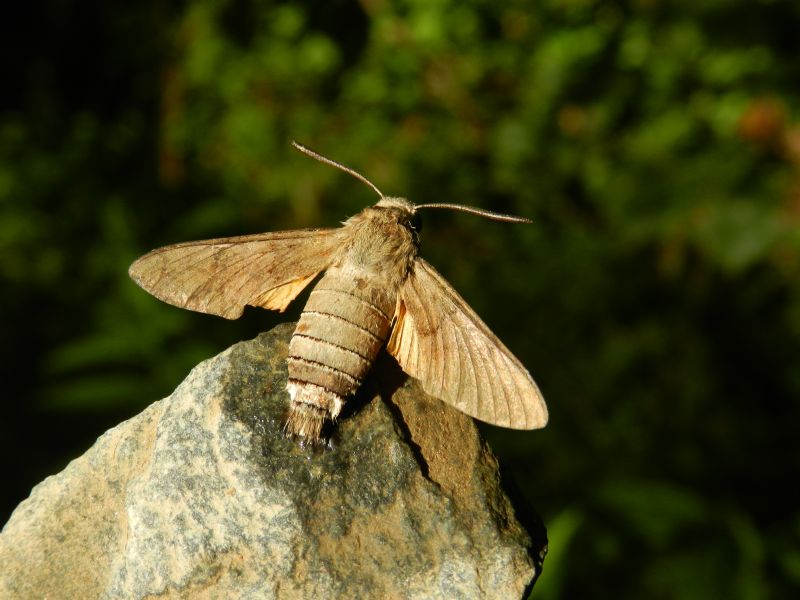 ID Sfinge - Macroglossum stellatarum