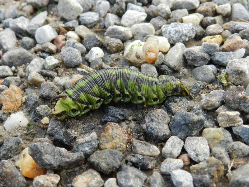 ID bruco verde - Agrius convolvuli