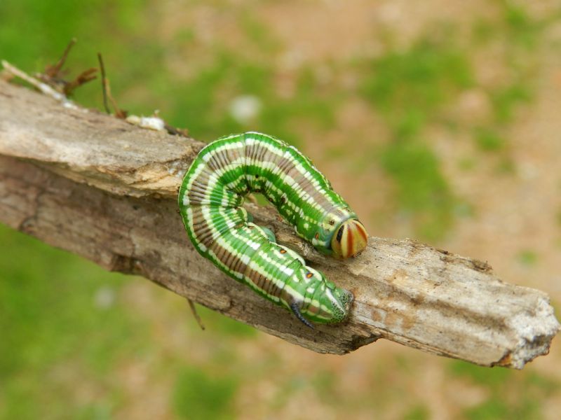 ID bruco: Sphinx pinastri - Sphingidae