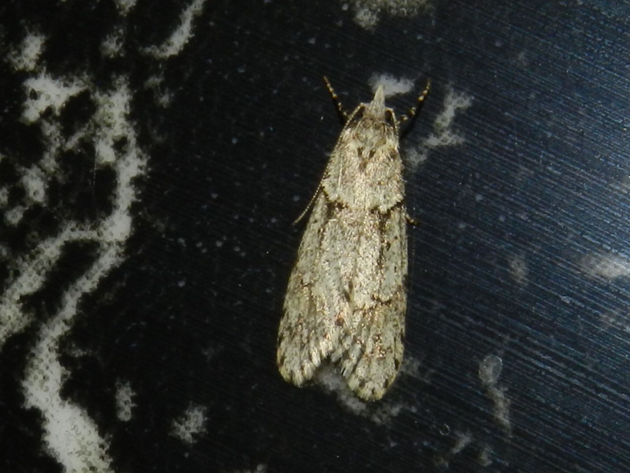 ID farfallina notturna