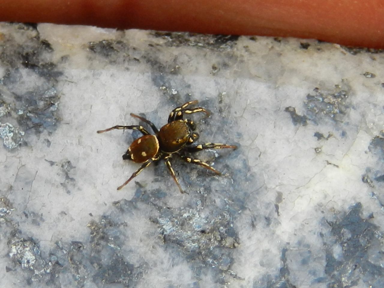 Heliophanus kochi; Salticus scenicus - Varese (VA)