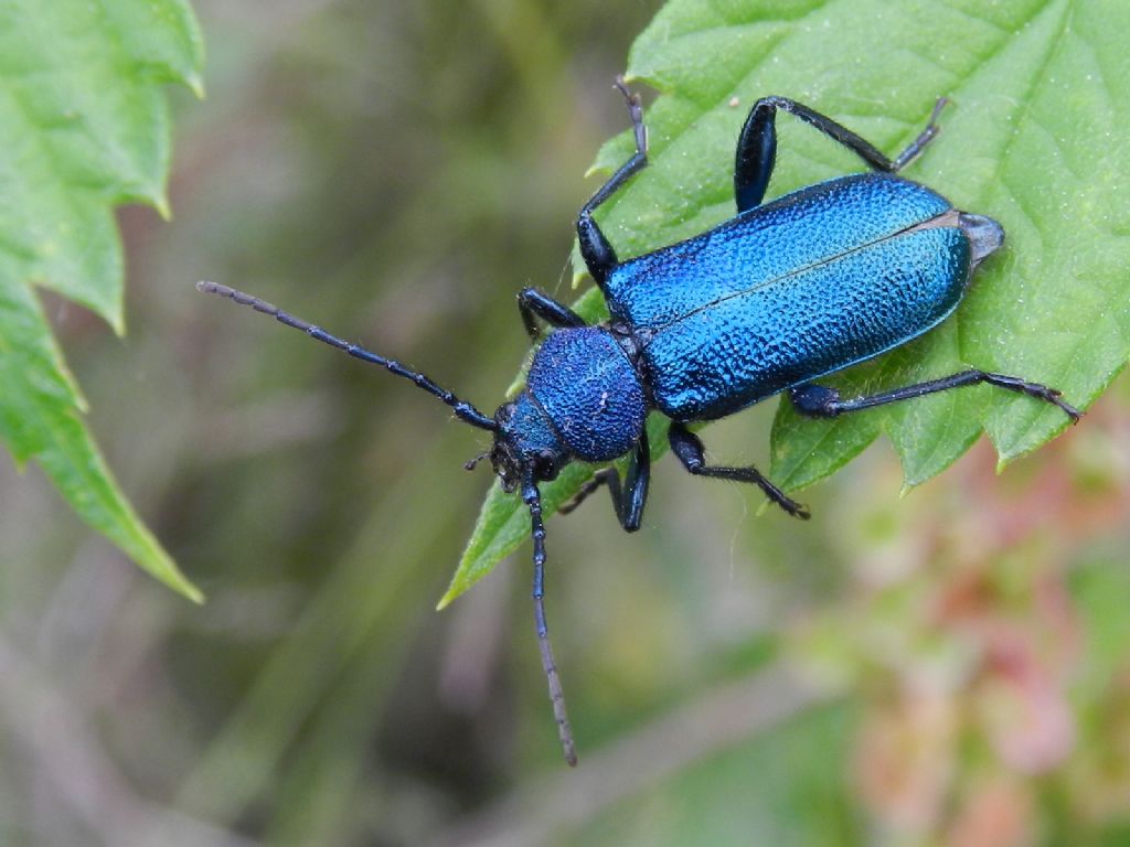 ID insetto blu metallico (Callidium violaceum)