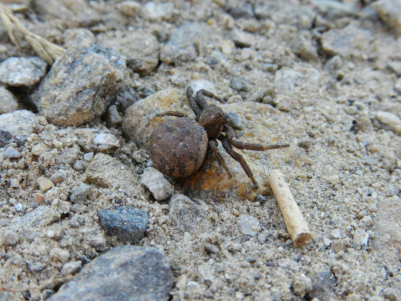 Xysticus sp. - Val Veddasca (VA)