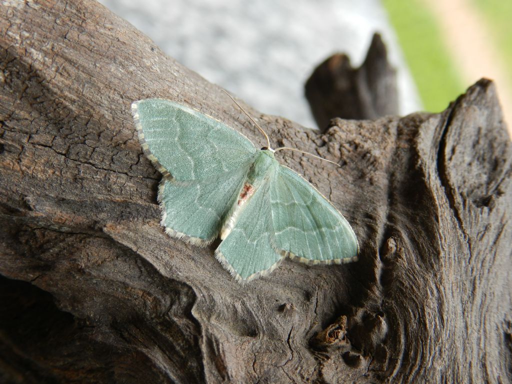ID farfalla notturna verde