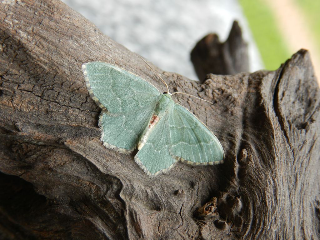 ID farfalla notturna verde , Forum Natura Mediterraneo Forum