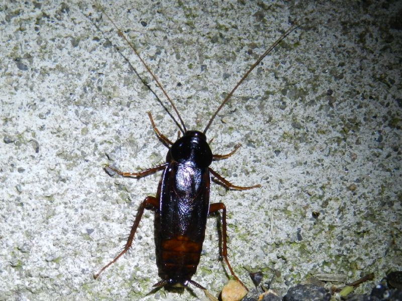 Blatta orientalis maschio