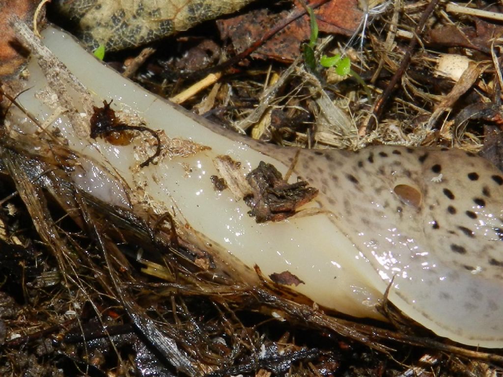 Limax cf maximus da Varese