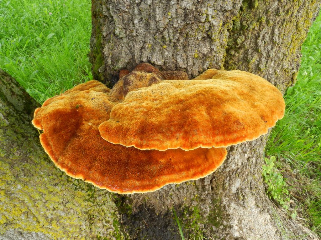 ID Fungo del legno