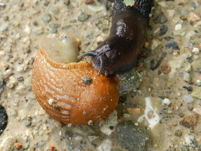 Limax dacampi-gruppo da Arcisate (VA)