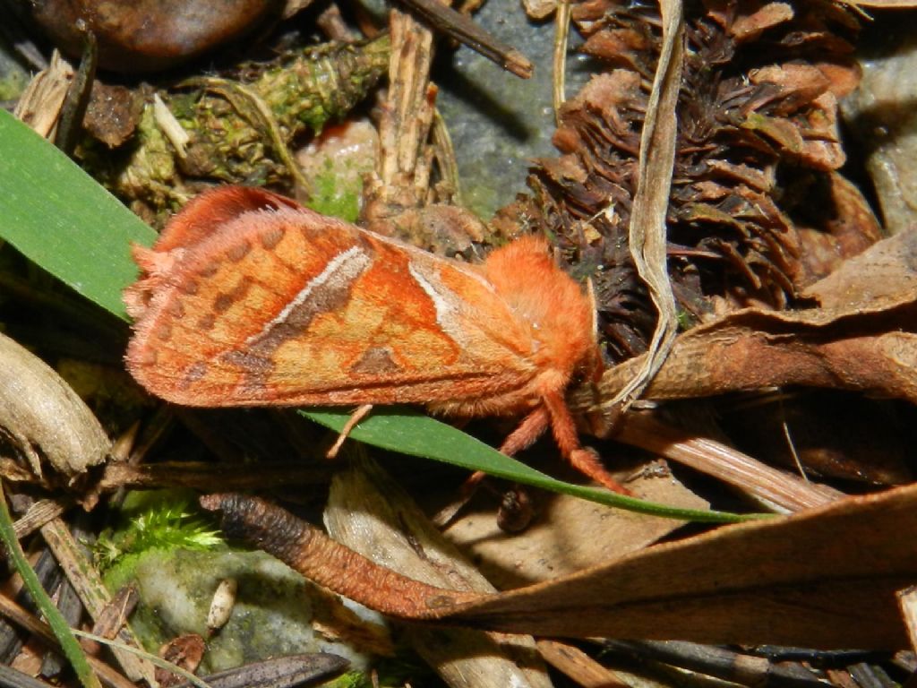 ID farfalline notturne