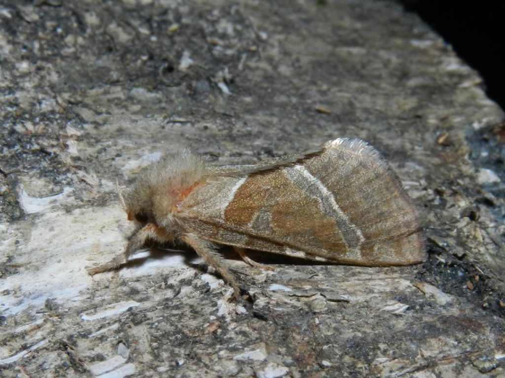 ID farfalline notturne