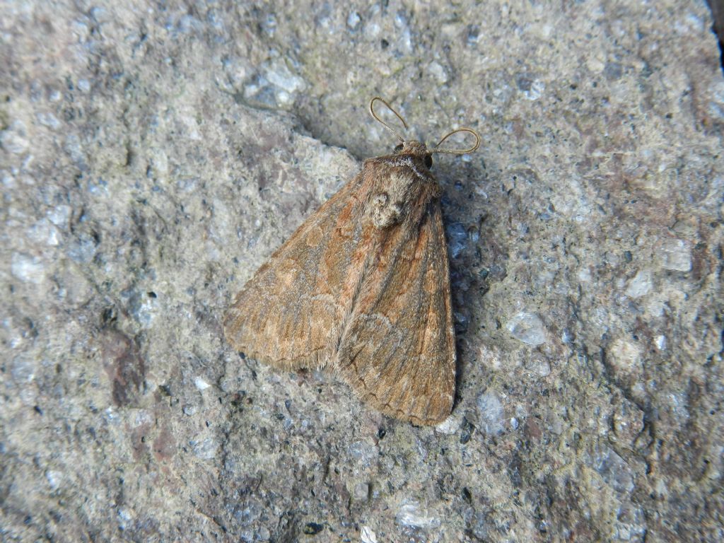 ID farfalla notturna 2