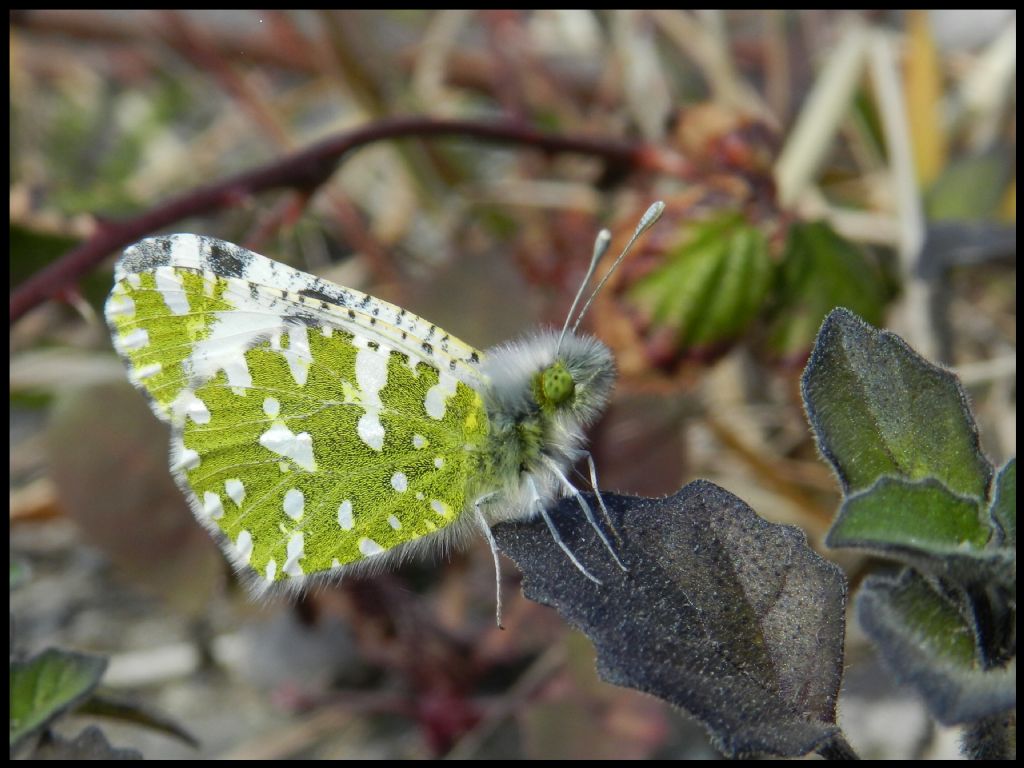 ID Euchloe crameri ???