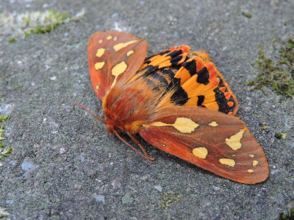 ID farfalla notturna - Hyphoraia testudinaria