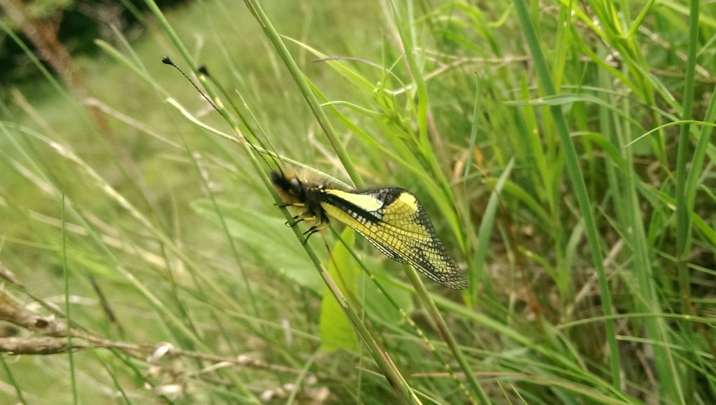 Libelloides coccajus