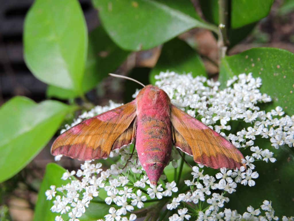 Sfinge Porcellino -  Deilephila porcellus