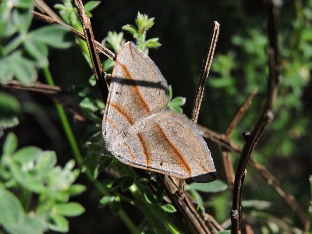 ID farfalla - Scotopteryx sp.