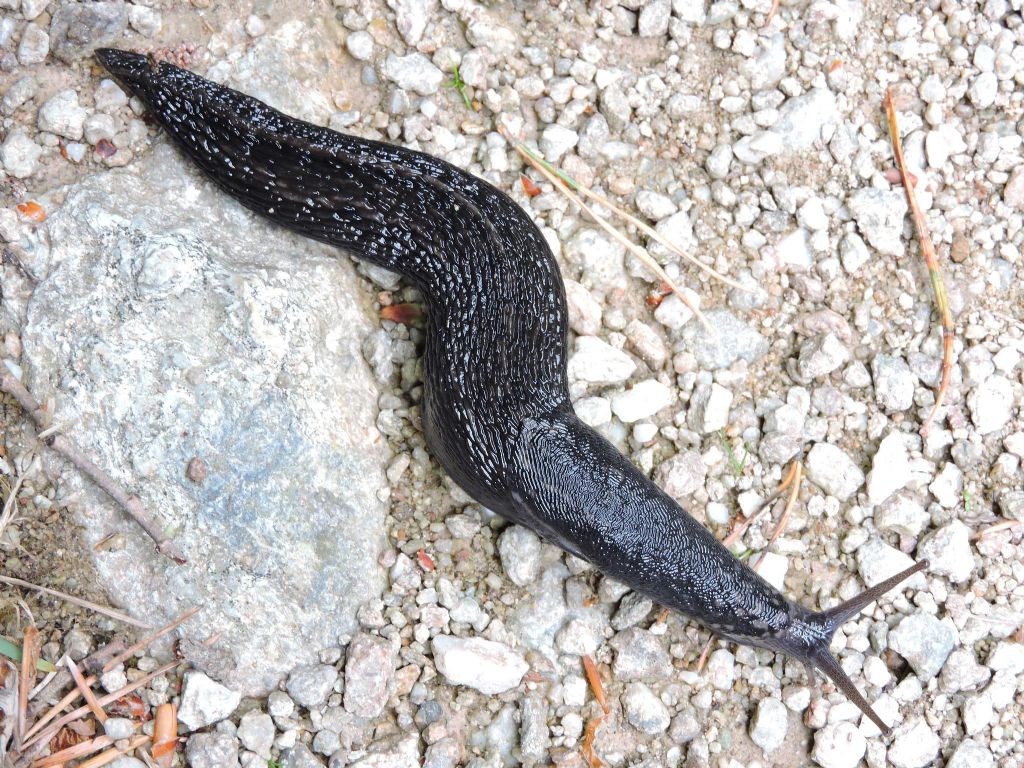 Limax subalpinus da Pornassino in Val Tanaro (CN)