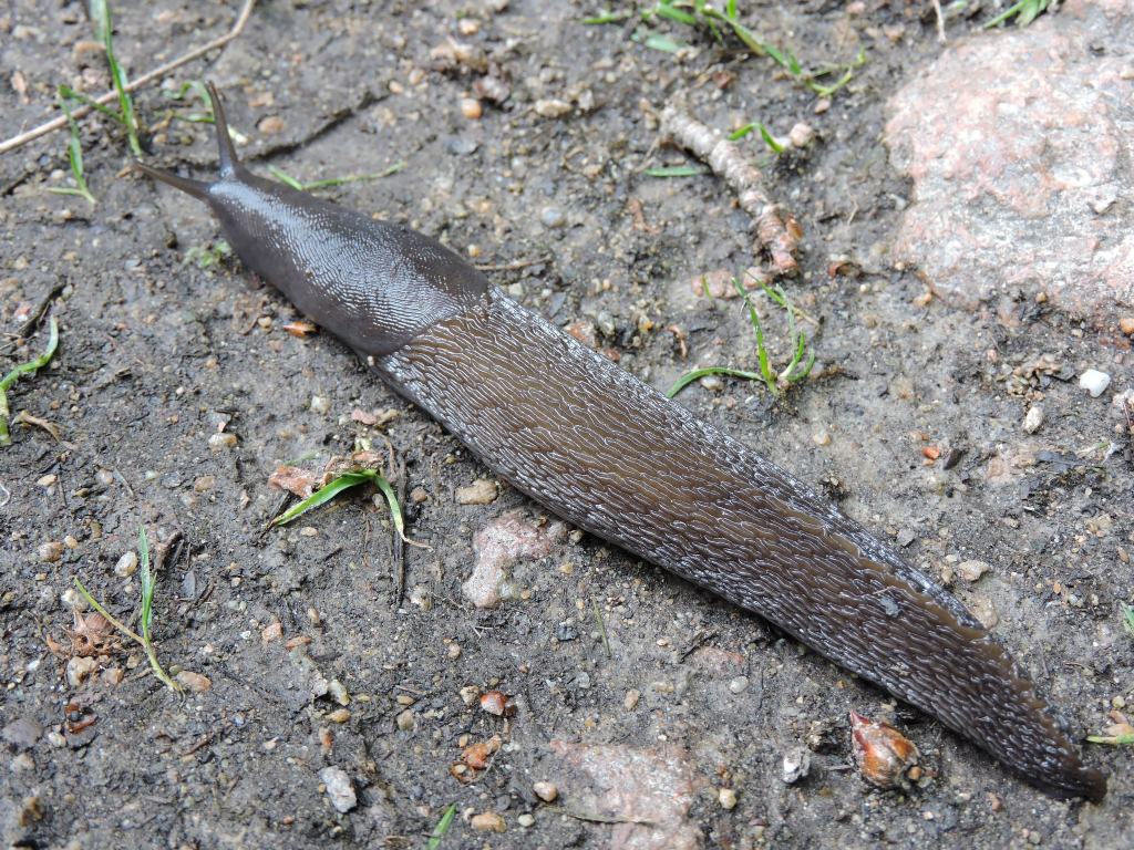 Limax subalpinus da Viozene in Val Tanaro (CN)