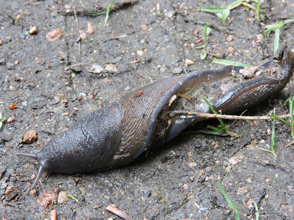 Limax subalpinus da Viozene in Val Tanaro (CN)