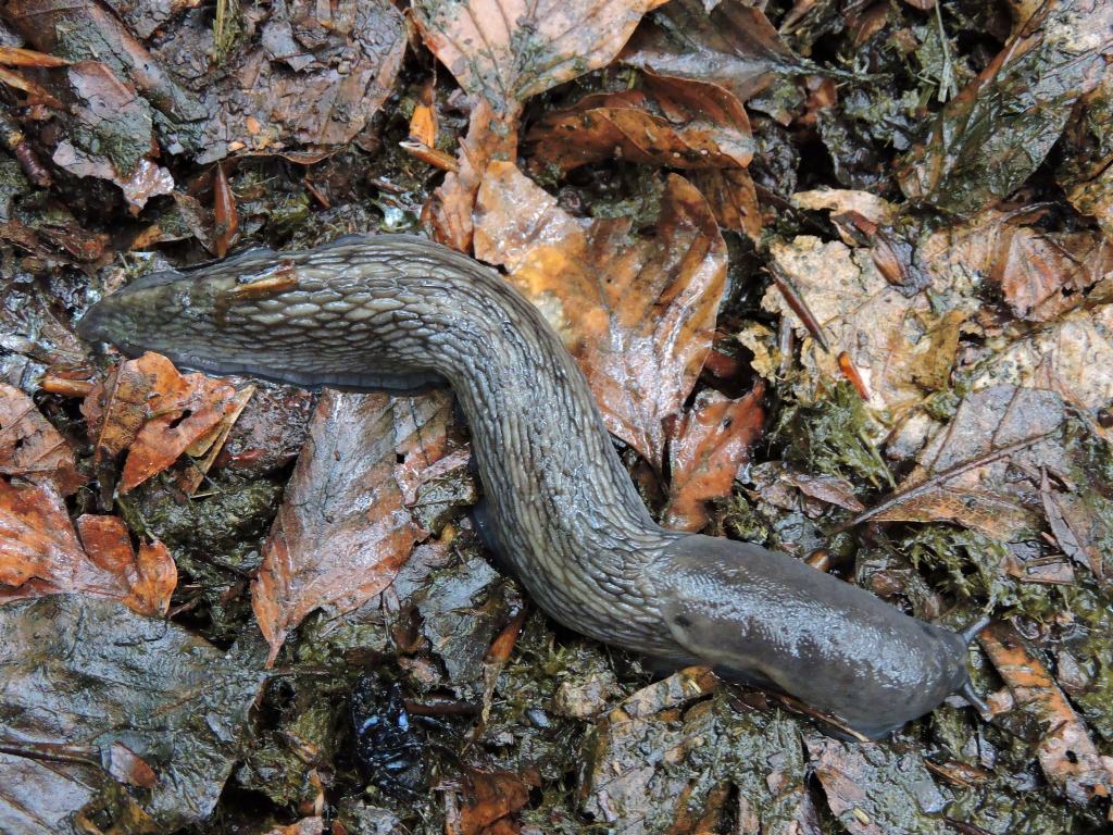 Limax subalpinus da Viozene in Val Tanaro (CN)