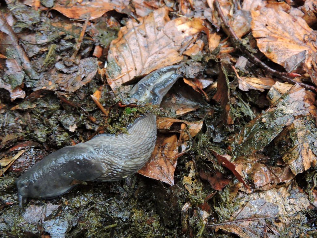 Limax subalpinus da Viozene in Val Tanaro (CN)