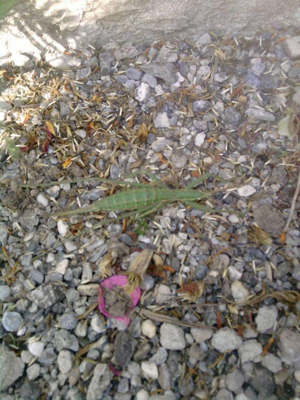 Saga pedo (Tettigoniidae)