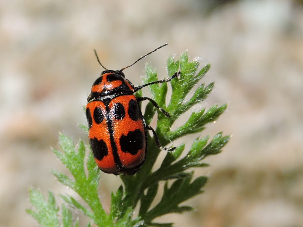 Cryptocephalus sexpunctatus, Chrysomelidae