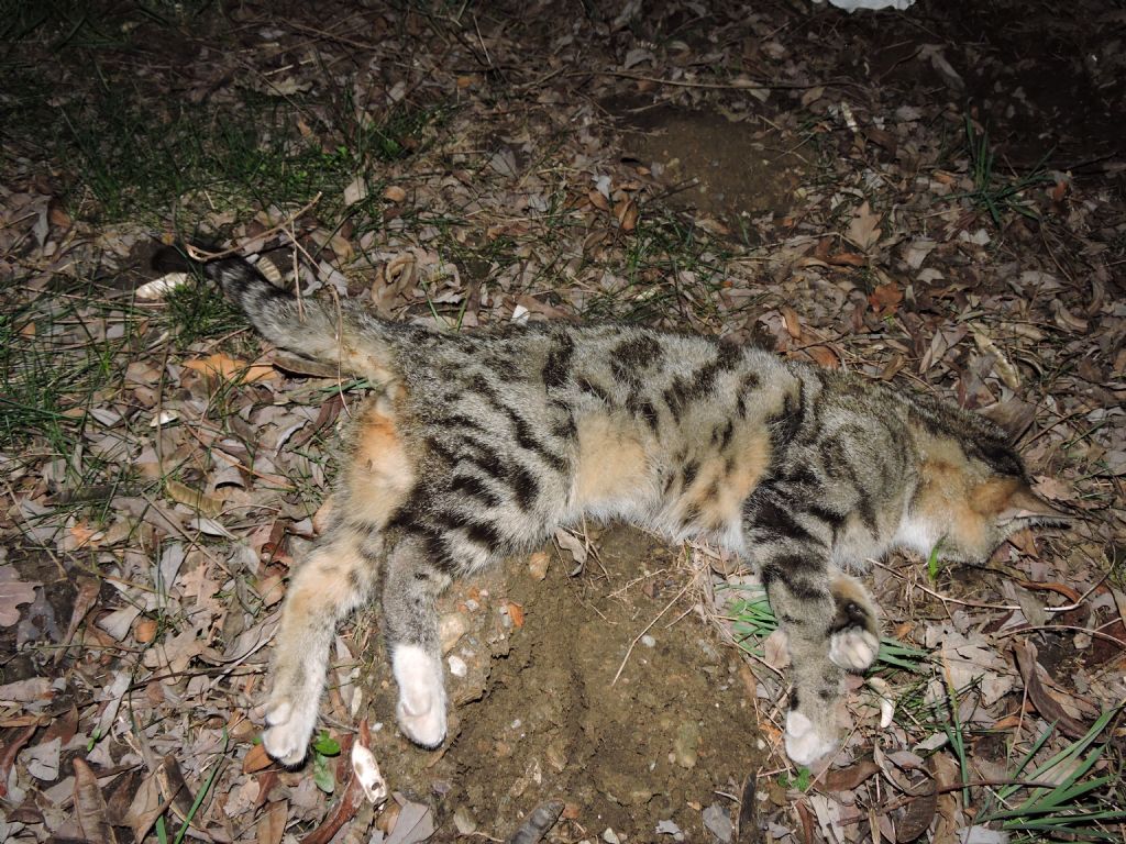 Gatto selvatico?  No, gatto domestico