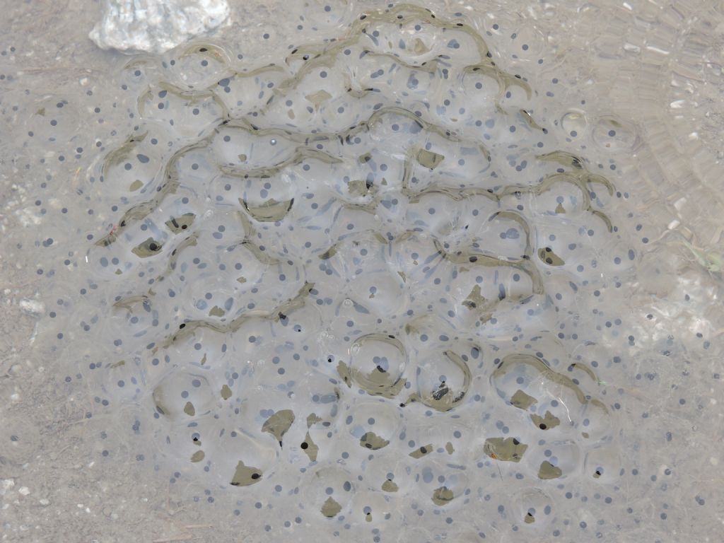 ID uova specie anfibia - Rana temporaria