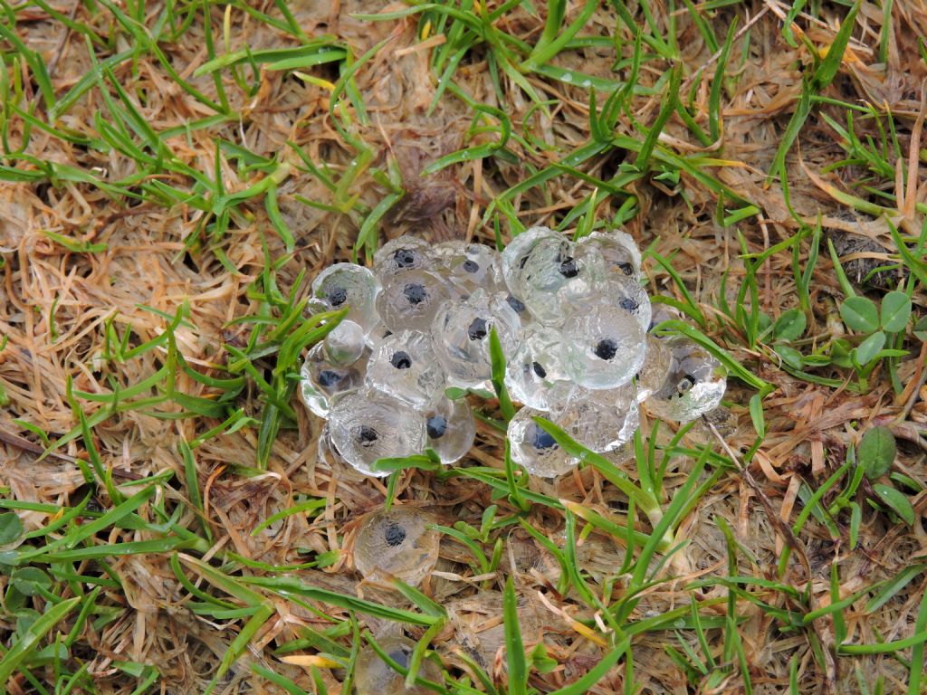 ID uova specie anfibia - Rana temporaria