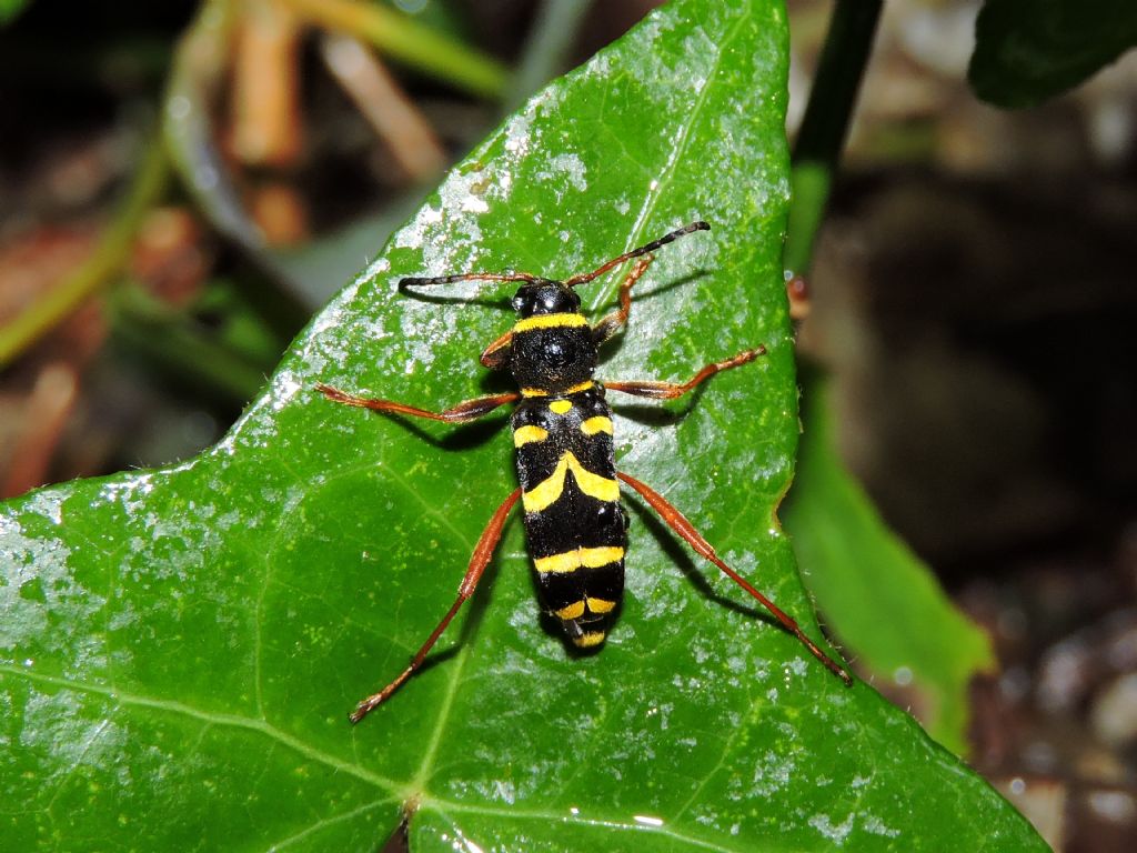 Cerambycidae:   Clytus arietis arietis