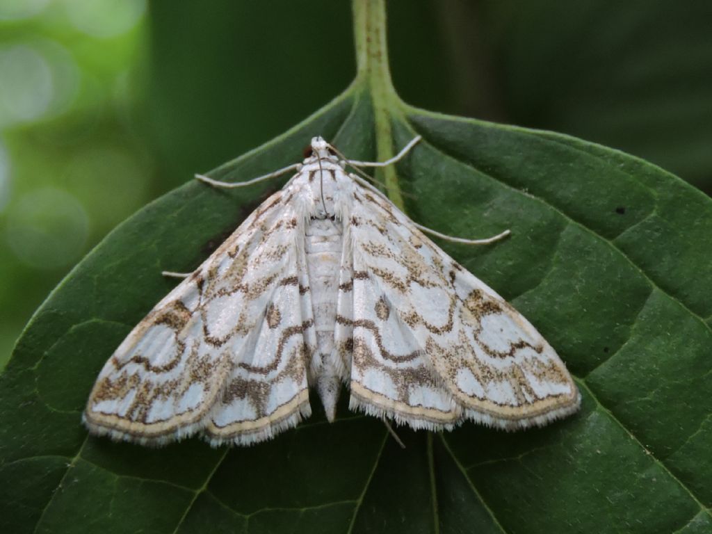 ID farfallina notturna - Elophila nymphaeata