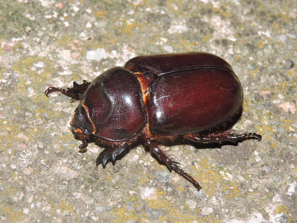 Dynastidae: Femmina di Oryctes nasicornis ?   Sì !