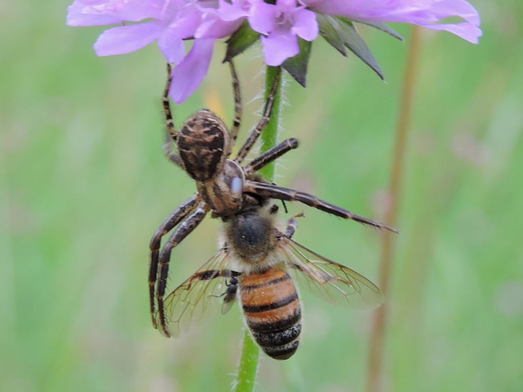 Thomisidae:  Xysticus sp. - Varese