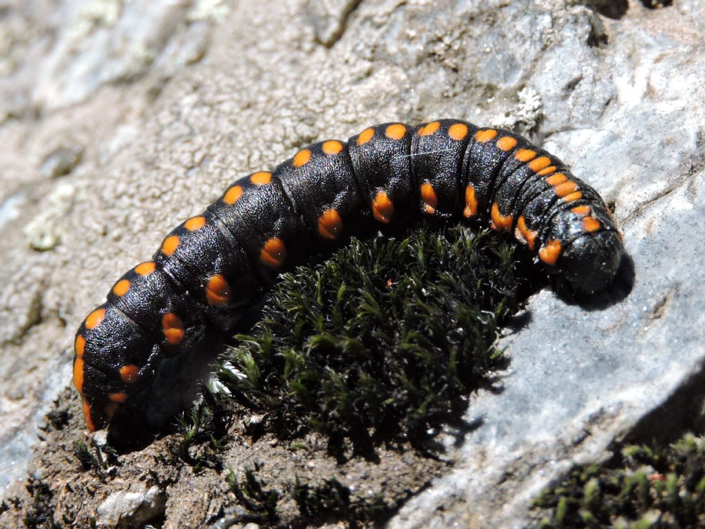 ID bruco nero con punti arancioni - Cucullia (Cucullia) lucifuga