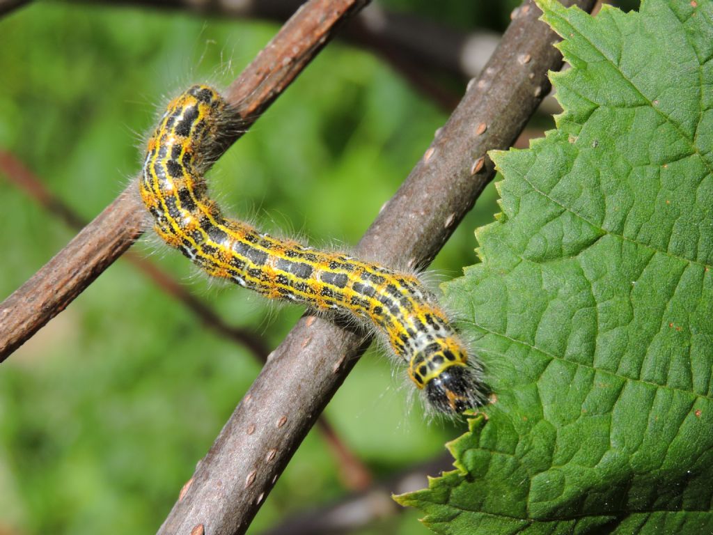 ID bruco 1 - Phalera bucephala, Notodontidae