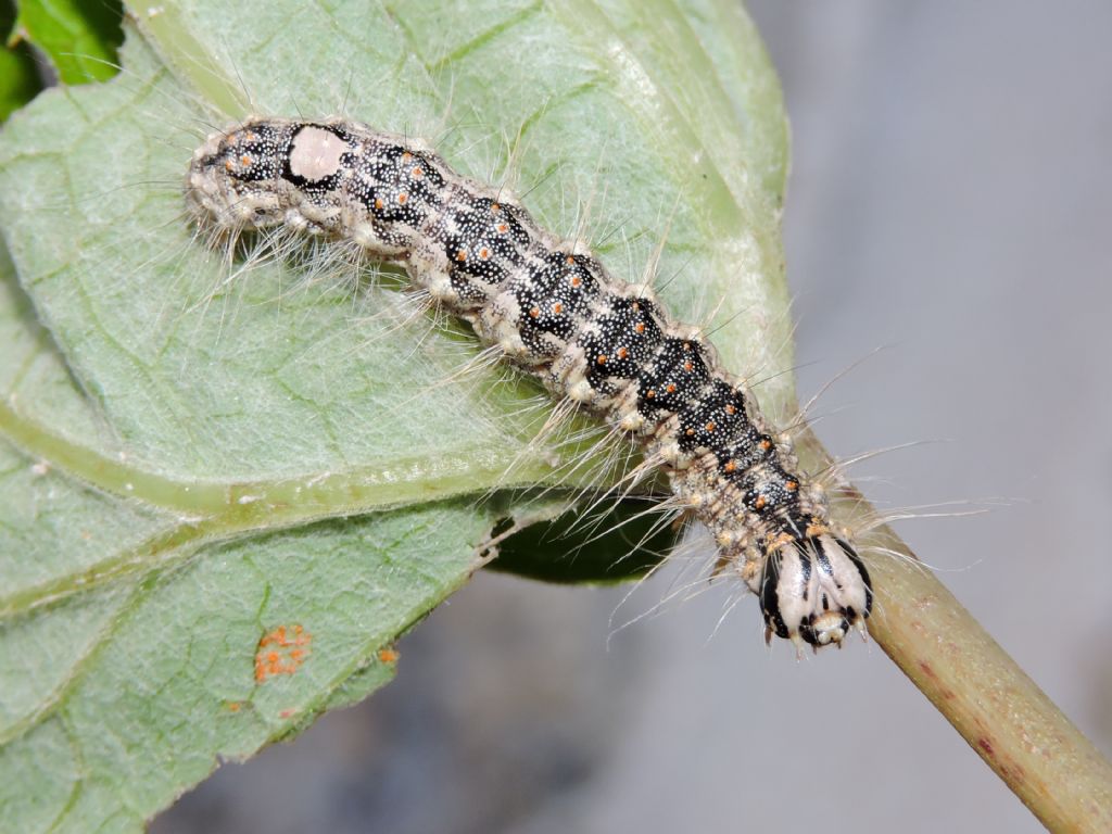 ID bruco 2 - Subacronicta megacephala, Noctuidae