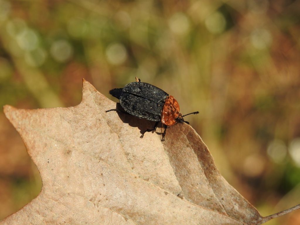 Oiceoptoma thoracicum (Silphidae)