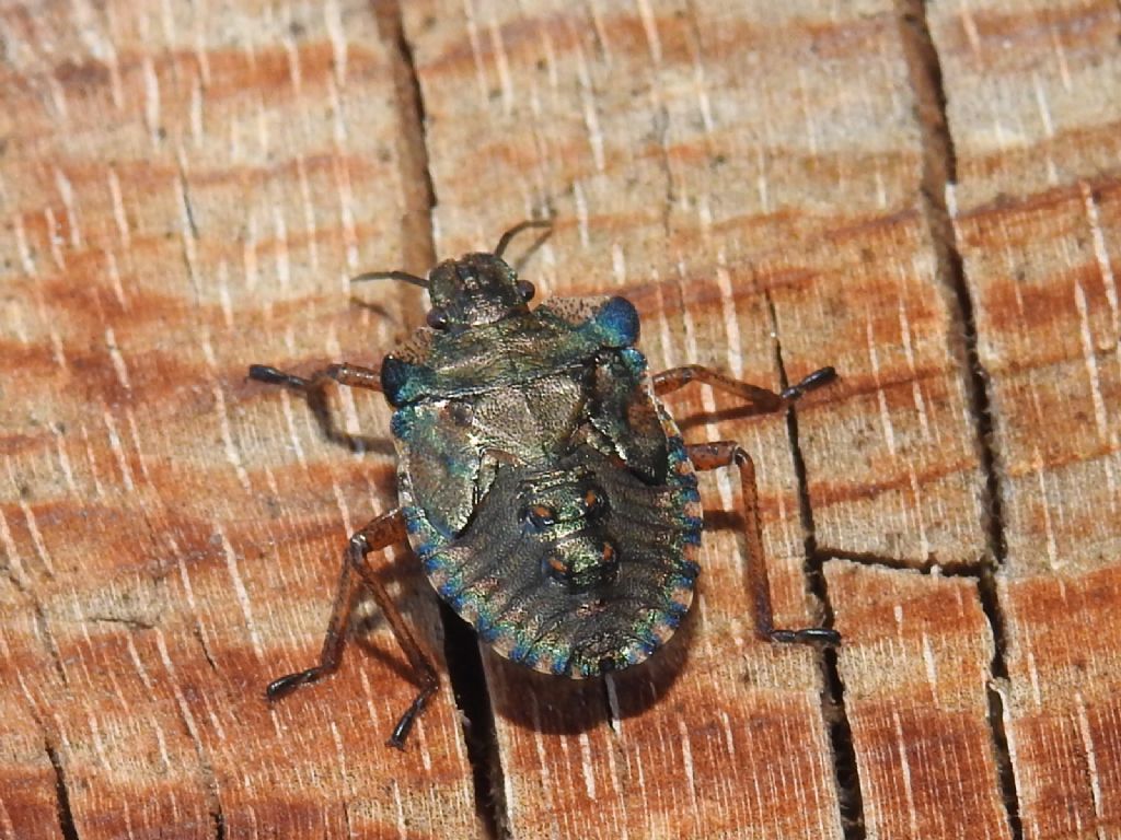 Pentatomidae: Pentatoma rufipes, ninfa