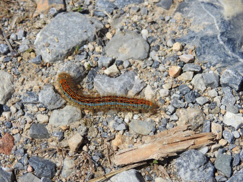 ID bruco - Malacosoma sp., Lasiocampidae