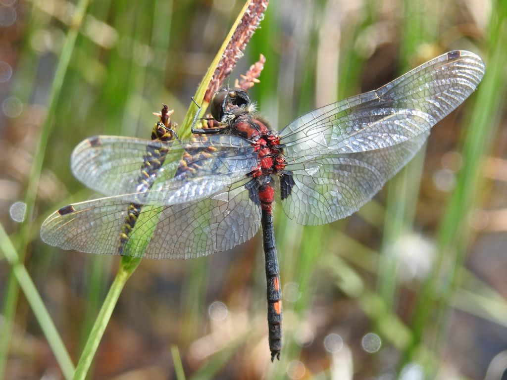 Libellula di montagna: Leucorrhinia dubia, maschio