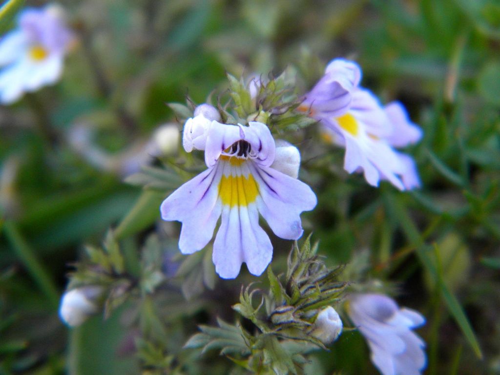 Orchidea?? No, Euphrasia sp. (Orobanchaceae)