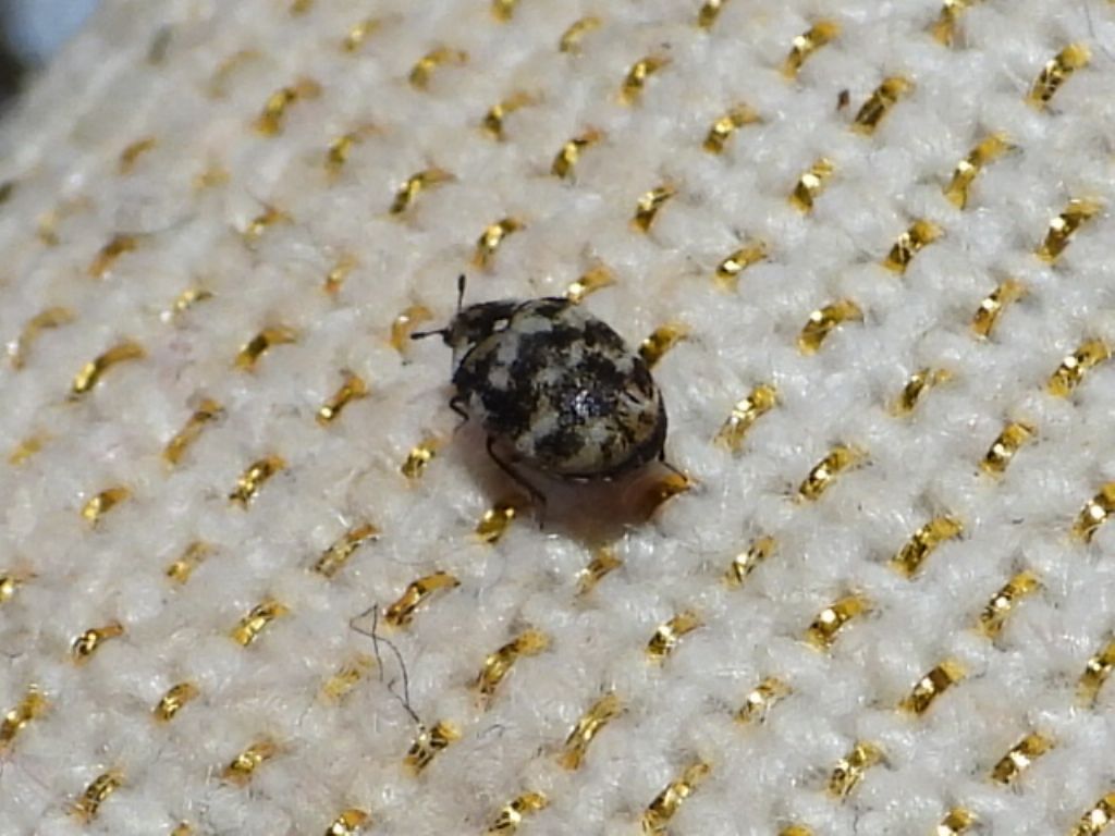 ID piccolo insetto bianco e nero:  Anthrenus sp. (Dermestidae)