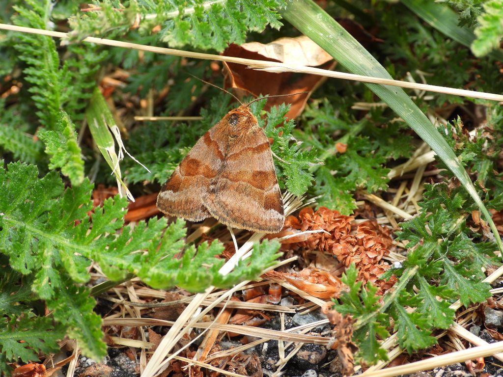 ID farfalla notturna: Euclidia (Euclidia) glyphica - Erebidae